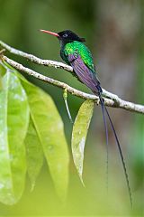 Red-billed Streamertail